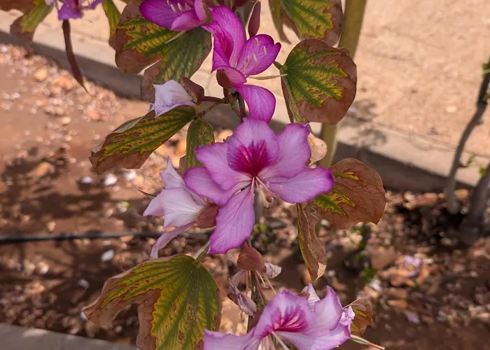 Elegance Duplex Parque Santiago2 * Playa de las Americas (Tenerife)